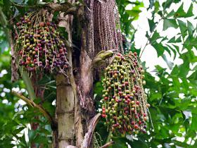 南宁老街与植物园