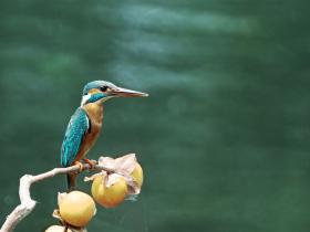 茅家埠呆板小翠