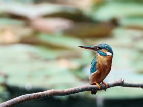 茅家埠呆板小翠