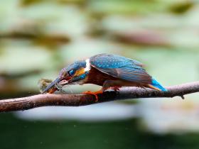 茅家埠呆板小翠