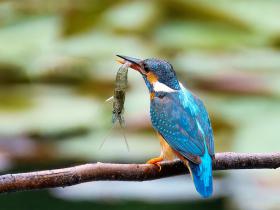 茅家埠呆板小翠