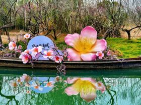 西溪梅花