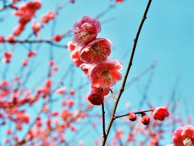 西溪梅花