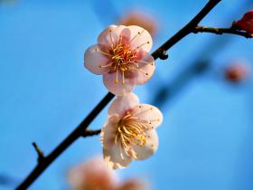 西溪梅花