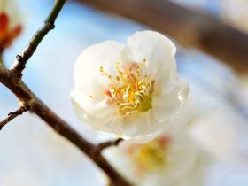 西溪梅花