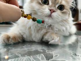 我家罐头